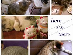 -猫色咖啡·猫咖