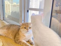-Heymao猫咖.咖啡厅(东门店)