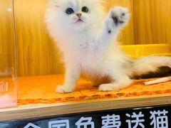 -欣宠猫屋·矮脚拿破仑·蓝金金渐层