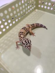 -Moni星球萌宠·小马宝莉·灵蛇·高端高阶全萌宠互动体验俱乐部(红豆国际广场店)