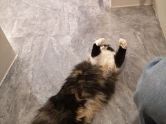 -More Fun猫咖 二十只万元加菲主题