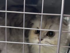 -东莞宠友24H宠物中心医院·转诊夜诊·异宠(新河北路院)