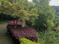 -铁山坪森林公园