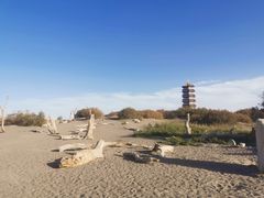 -金塔沙漠胡杨林景区
