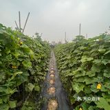 广州周边｜家庭农家乐｜钓鱼采摘土窑鸡烧烤下午茶胜地