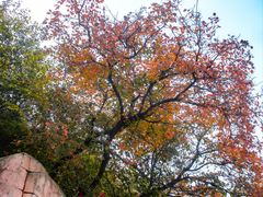 -北京西山国家森林公园