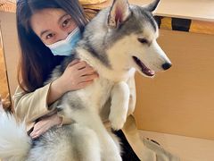 -Husky Go! 哈士奇体验馆·宠物咖啡厅狗咖