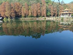 -深圳仙湖植物园