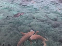 -中央格兰德岛温泉度假酒店 - 全包