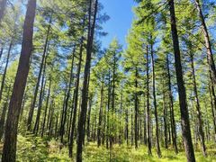 -塞罕坝国家级自然保护区