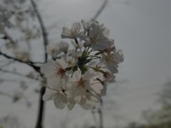 -顾村公园