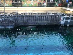 -悉尼海洋生物水族馆