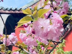-洛阳市隋唐城遗址植物园