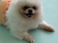 -怪兽屋·羊驼·猫咖·狗咖(俊华广场店)