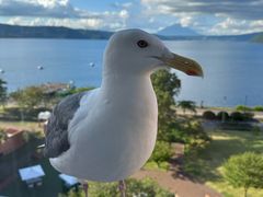 -洞爷湖万世阁酒店