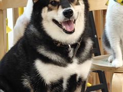 -柴迷FANS CLUB·柴犬狗咖·猫咖