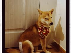 -柴犬小屋·柴餐厅·狗咖食堂(金鼎广场店)