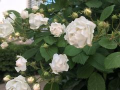 -桂香村(护国寺店)