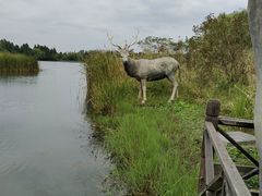 -溱湖国家湿地公园