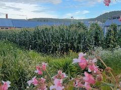 -北极村旅游风景区