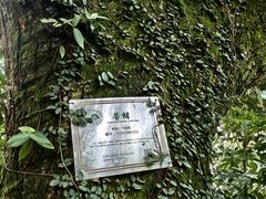 -杨家堂村