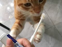 -创凡宠物医院·骨专科  猫科中心(西乡分院)