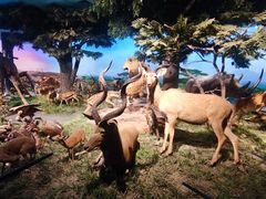 -国家自然博物馆