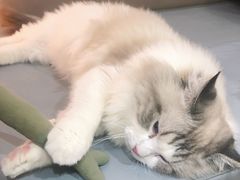 -MOCHA明星猫咖(田子坊店)