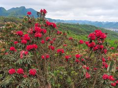 -贵州百里杜鹃风景名胜区