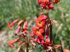 -白草畔自然风景区