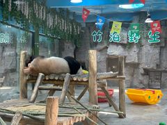 -栾川竹海野生动物园