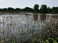 -长兴太湖图影湿地文化园