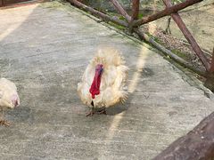 -吉隆坡雀鸟公园