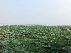 -七的湖·晚芳亭·阳澄湖农家菜·大闸蟹(莲花岛店)