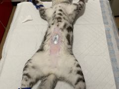 -灵美宠物诊所