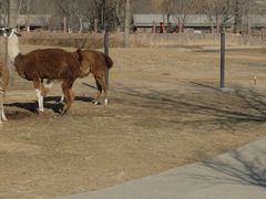 -石家庄市动物园