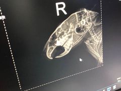 -瑞派·关忠动物医院·异宠专科·犬猫肿瘤·皮肤专科(望京店)