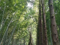 -同里国家湿地公园