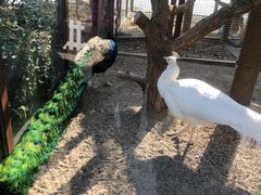 -南宫五洲植物乐园