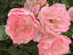 -名花谷生态庄园