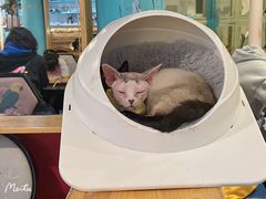 -猫小院猫主题咖啡厅(北锣店)