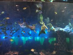 -瑞德姆美人鱼海底演艺主题餐厅(亚龙湾店)