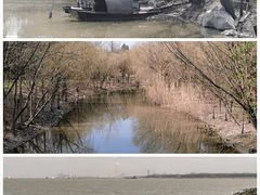 -上海吴淞炮台湾国家湿地公园