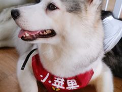 -Husky Go! 哈士奇体验馆·宠物咖啡厅狗咖