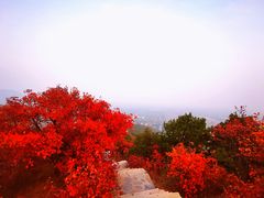 -北京西山国家森林公园