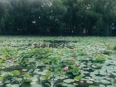 -青城公园