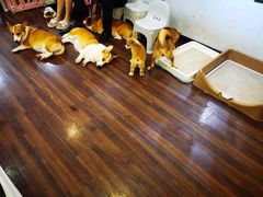 -柯斗斗主题餐厅·狗咖·围炉煮茶·茶饮(国瑞升平里店)