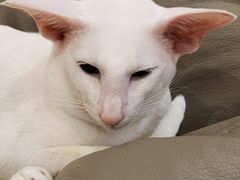 -飞行喵MR PILOT|猫舍·猫咖(静安大融城店)