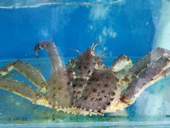 -青石桥市场北1-27号