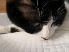 -爱侣宠医·鹦鹉专科·小型哺乳类·异宠专科(灵石路店)